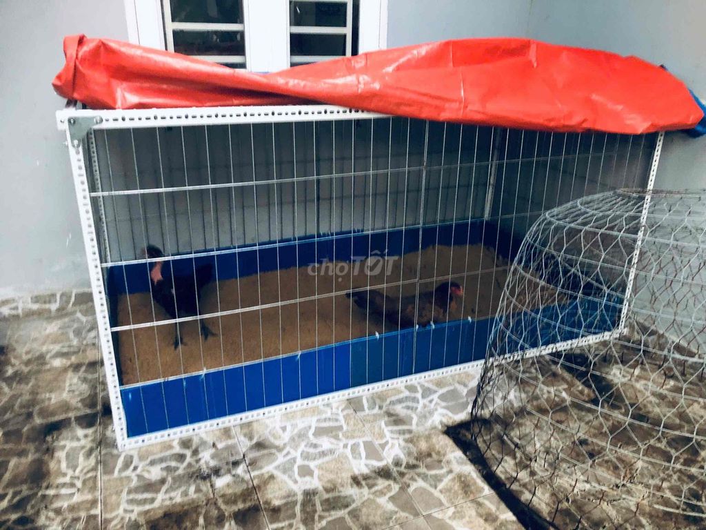 Gà Nòi Đực. Mua bán Gà tại Quận Bình Tân Tp Hồ Chí Minh được đăng bởi Dũng hình 1