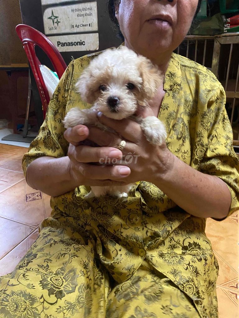 Chó Poodle con kem. Mua bán Chó tại Quận 1 Tp Hồ Chí Minh được đăng bởi Võ Trọng Nhật hình 1