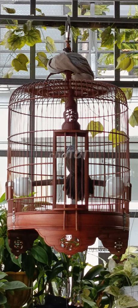 Cả bộ, để bàn, hót múa