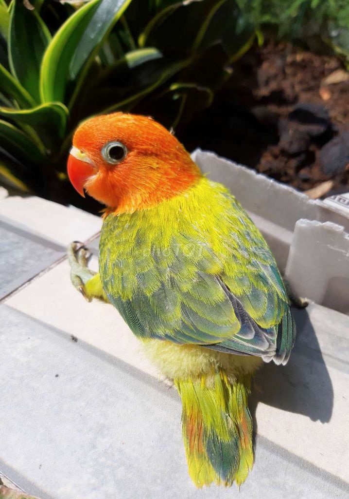 vẹt đủ loại. Mua bán Chim tại Quận Tân Phú Tp Hồ Chí Minh được đăng bởi Bao Bao hình 1