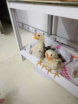 Gà Serama trắng đen thân thiện, dễ nuôi. Mua bán Gà tại Quận Liên Chiểu Đà Nẵng được đăng bởi Trần Văn Đức