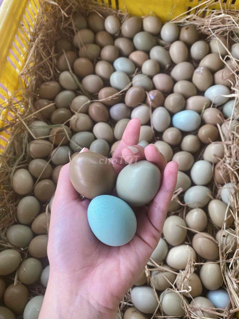 Trứng Chim trĩ 10 quả Tươi ngon. Mua bán Đồ ăn, thực phẩm và các loại khác tại Huyện Châu Thành Đồng Tháp được đăng bởi Ngọc Bích hình 1