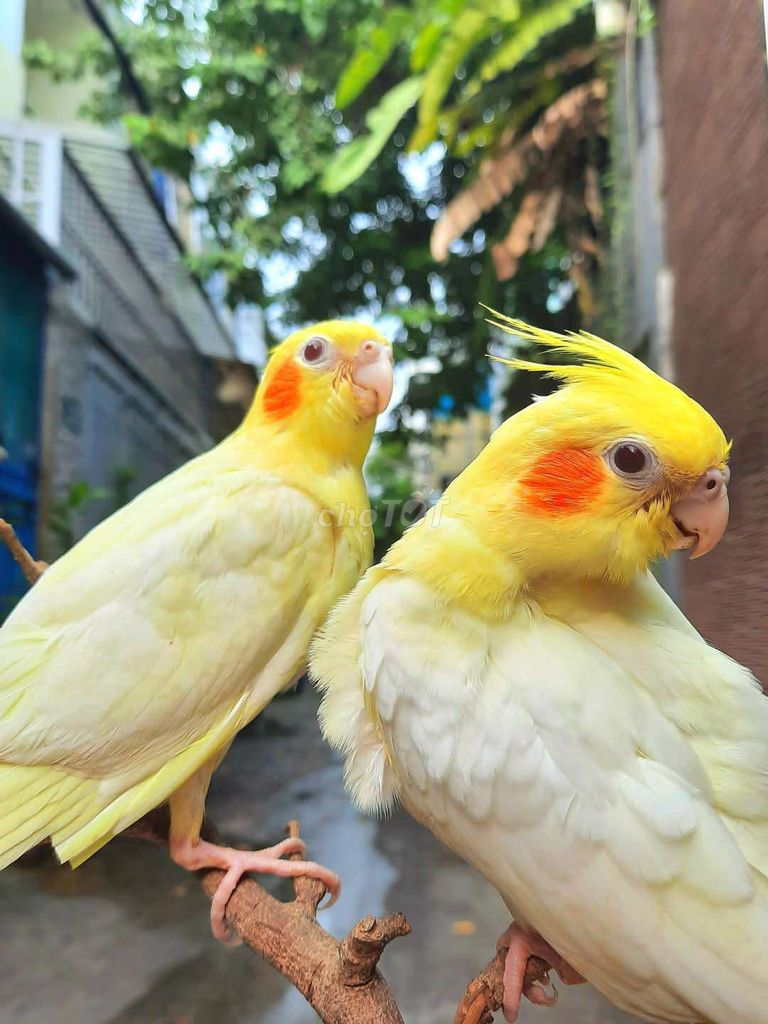 Vẹt Cockatiel Vàng má đỏ hiền thuần. Mua bán Chim tại Quận Gò Vấp Tp Hồ Chí Minh được đăng bởi Vẹt Cảnh Hiền Ngoan Thuần tại TPHCM hình 1