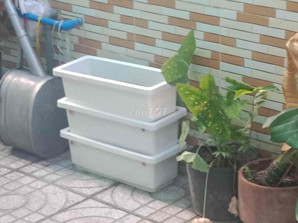 Hồ cá kính 1m x 40cm x 50cm kèm cá sấu hoả tiển 30. Mua bán Phụ kiện, Thức ăn, Dịch vụ tại Huyện Củ Chi Tp Hồ Chí Minh được đăng bởi Thanh Phú hình 1