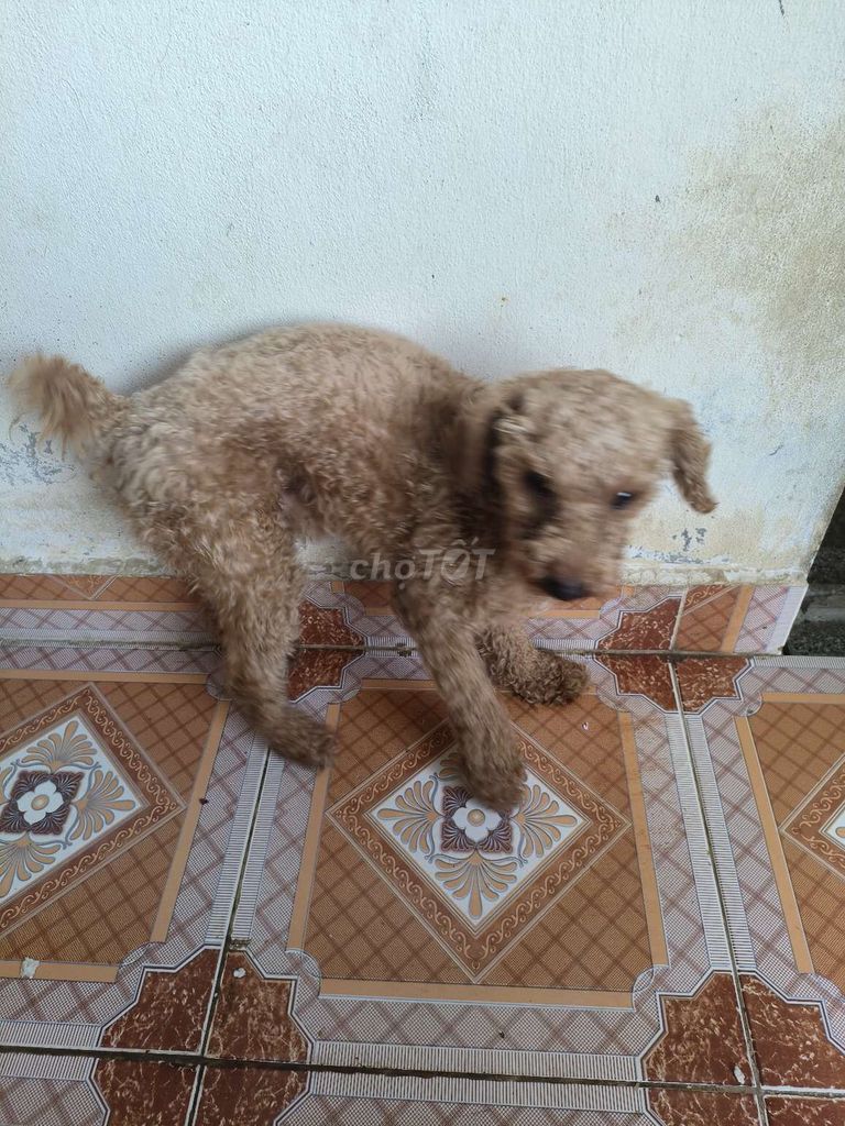 Poodle đực, hơn 1 tuổi. Mua bán Chó tại Quận Hải Châu Đà Nẵng được đăng bởi Vo Lam hình 2