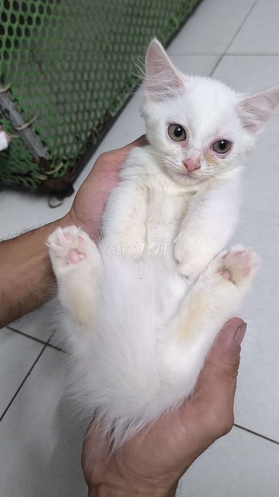 Mèo nhà đẻ chân lùn mắt hai màu
