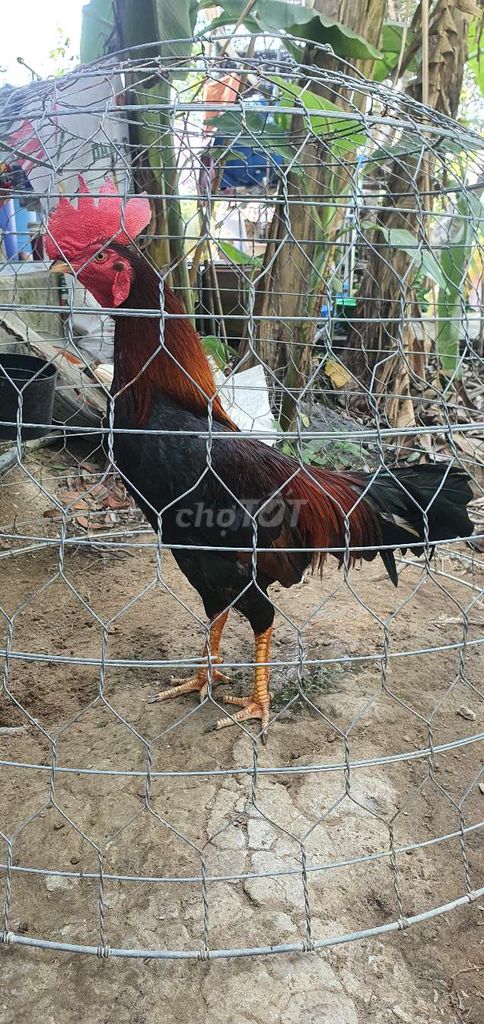 Gà chọi 2.6kg Đực. Mua bán Gà tại Huyện Lai Vung Đồng Tháp được đăng bởi gà con  hình 1