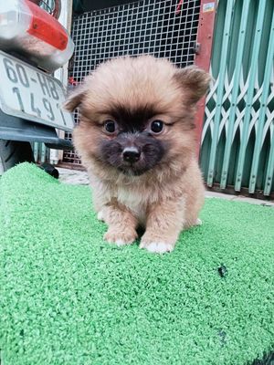 Chó Pomeranian Nâu Đực Cái Siêu Nhỏ