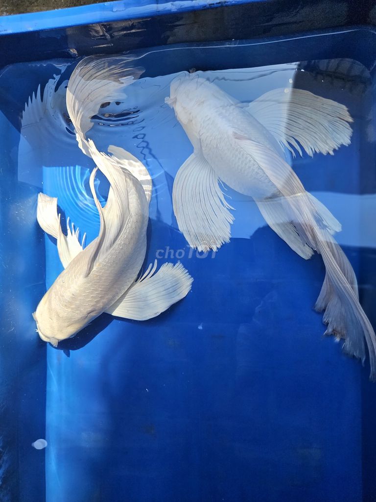 Chép sư tử short cối 35-40cm to khủng. Mua bán Thú cưng khác tại Thành phố Thủ Đức Tp Hồ Chí Minh được đăng bởi Cá cảnh sỉ DK hình 3