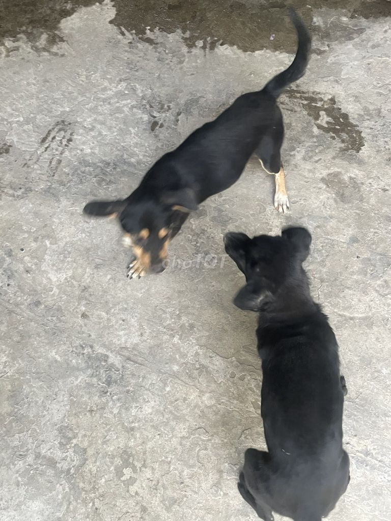 Chó Lai Phú Quốc - Becgie gần 2 tháng. Mua bán Chó tại Quận 12 Tp Hồ Chí Minh được đăng bởi Nguyễn Thu Phương  hình 1