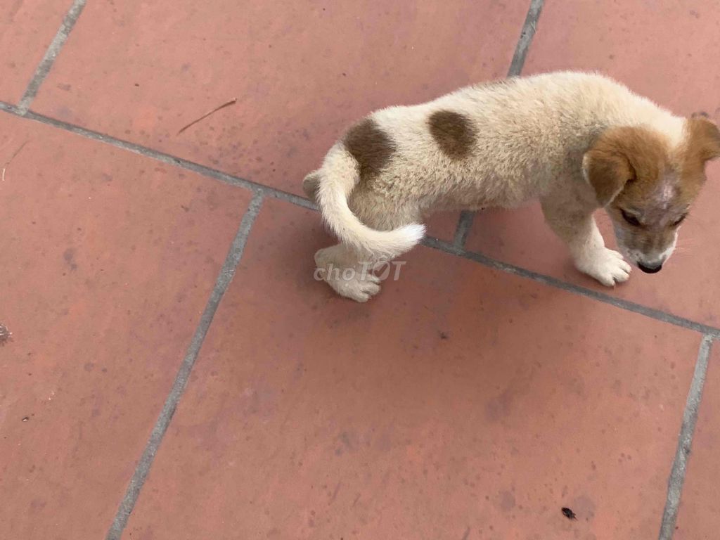 Chó Bạch cẩu hoàng đầu cái 2 tháng. Mua bán Chó tại Huyện Đông Anh Hà Nội được đăng bởi Lão Hạc hình 1