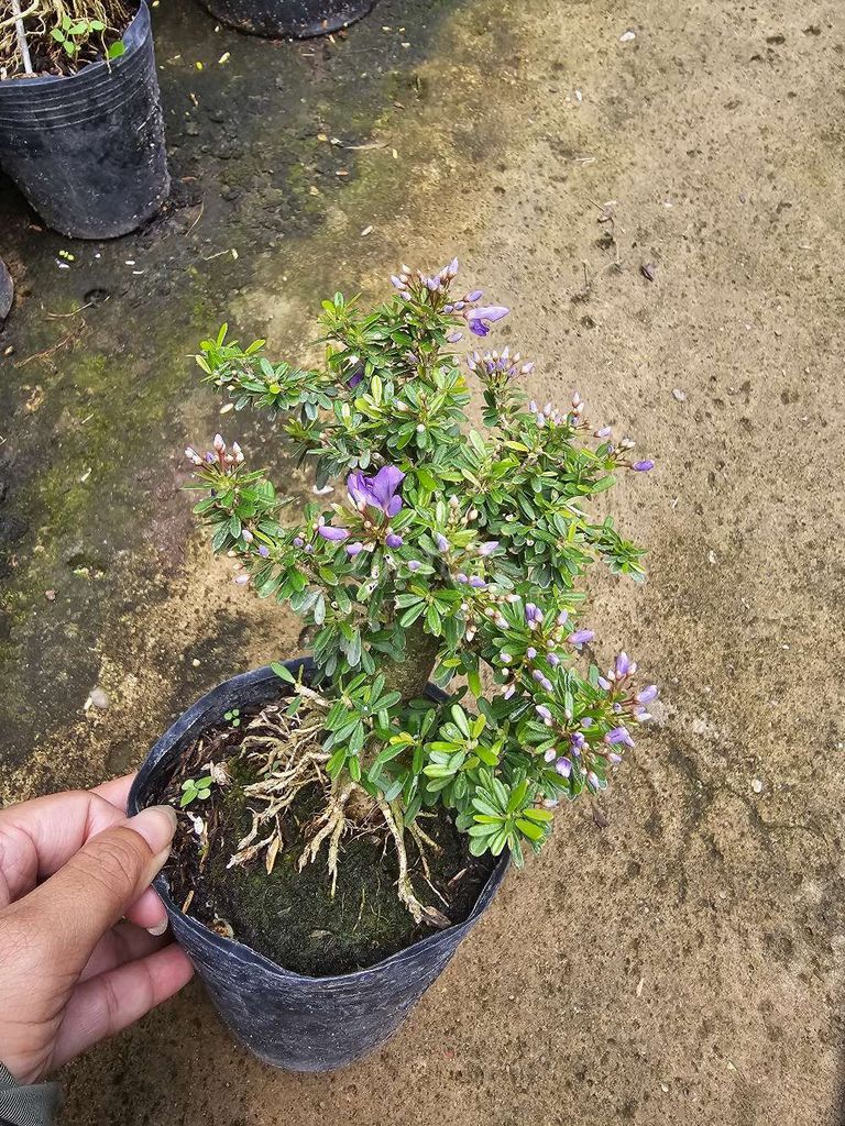 Cây cảnh Linh sam mini Ghép bán cạn. Mua bán Cây cảnh, đồ trang trí tại Quận Bình Tân Tp Hồ Chí Minh được đăng bởi Phượng hình 1