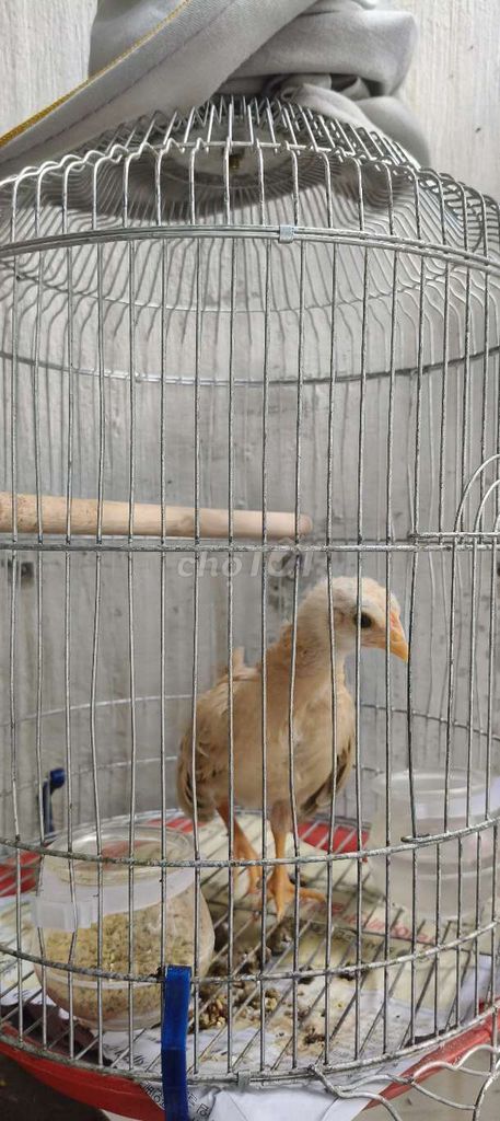 Gà tre bắc vàng bông. Mua bán Gà tại Quận 8 Tp Hồ Chí Minh được đăng bởi anh hình 1