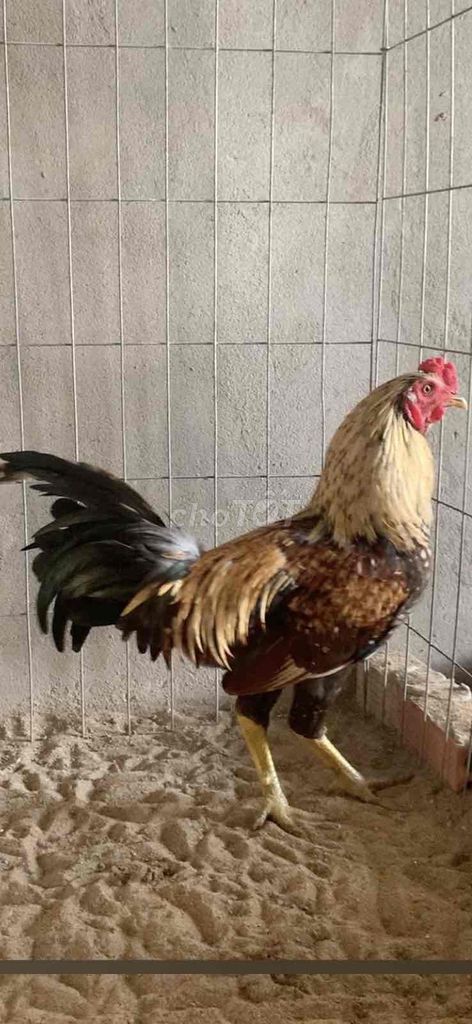 Gà chọi trống Chuối 2.6kg. Mua bán Gà tại Huyện Tam Nông Đồng Tháp được đăng bởi Chiến Kê hình 1