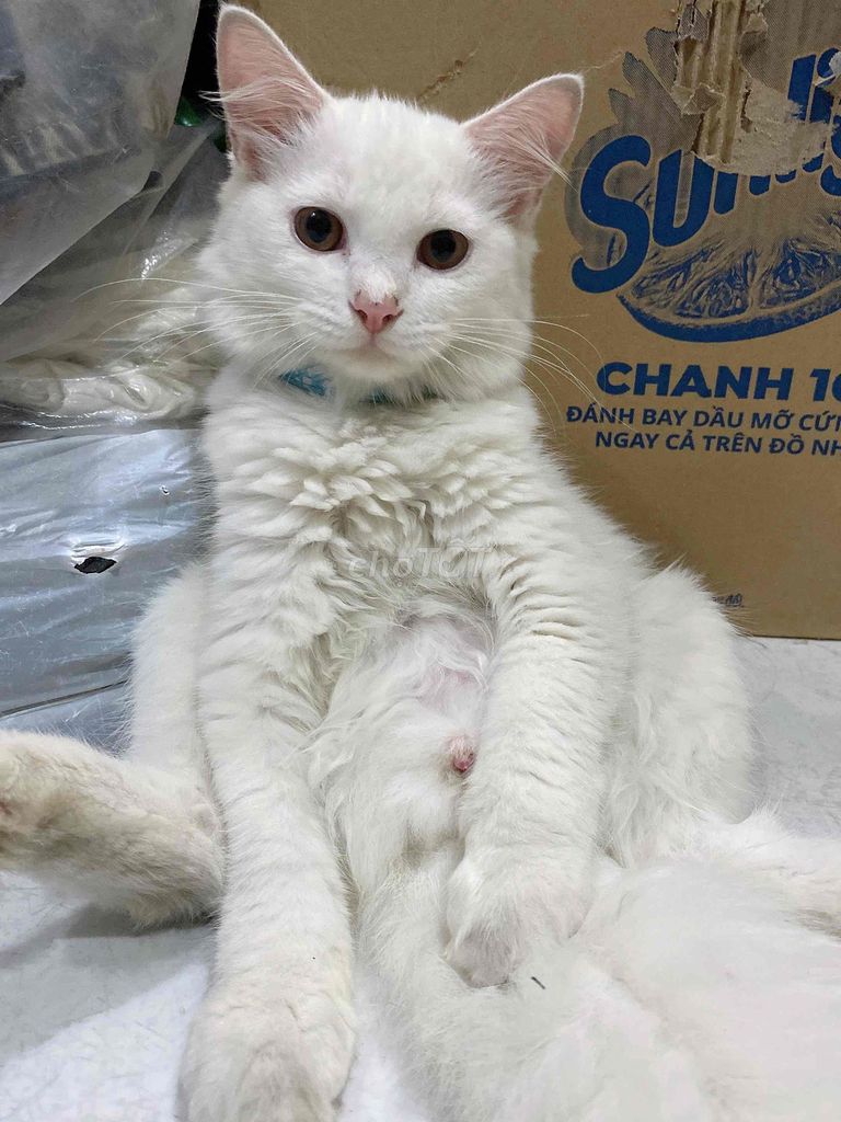 Mèo lai Nga và Anh Lông Ngắn.. Mua bán Mèo tại Quận 7 Tp Hồ Chí Minh được đăng bởi Trúc Vy hình 1