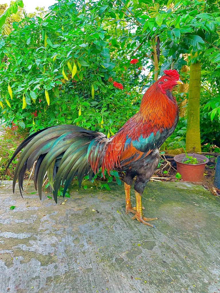 🍀Điều râu 3k2 mẻ giỏi. Mua bán Gà tại Thành phố Ngã Bảy Hậu Giang được đăng bởi TRẠI GÀ TẤN PHÁT 68 hình 1