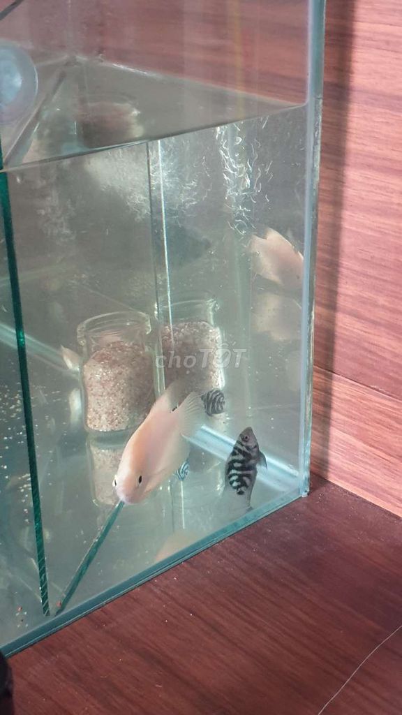 Cặp cá phát tài. Mua bán Thú cưng khác tại Quận Ninh Kiều Cần Thơ được đăng bởi minh hình 1