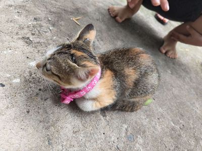 Cho mèo. Mua bán Mèo tại Quận 12 Tp Hồ Chí Minh được đăng bởi trúc 