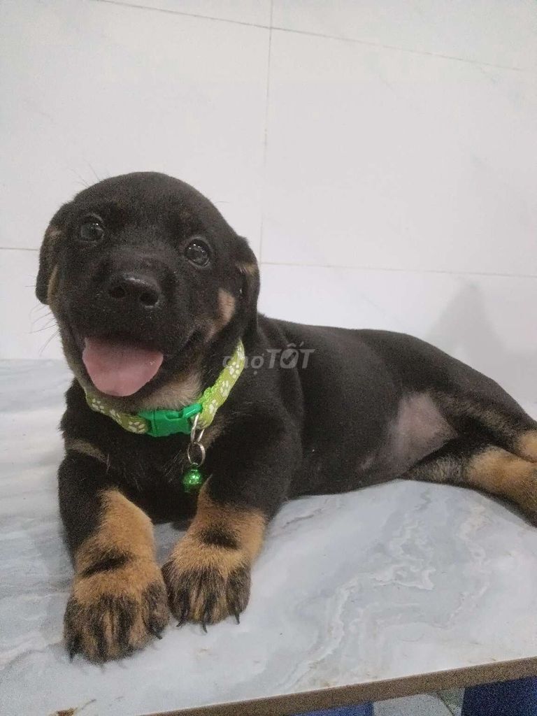 Chó Rottweiler F1 tay chân to bự giống to coi nhà . Mua bán Chó tại Quận 6 Tp Hồ Chí Minh được đăng bởi Tăng Chí Lương  hình 1