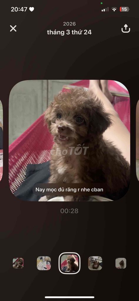 Chó Poodle nhỏ cái 5 tháng. Mua bán Chó tại Huyện Bình Chánh Tp Hồ Chí Minh được đăng bởi Chanhh hình 1