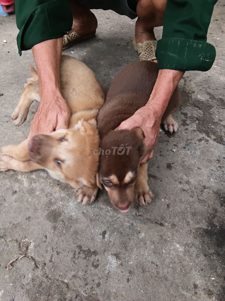 Chó Husky 2 tháng mắt xanh. Mua bán Chó tại Huyện Bình Chánh Tp Hồ Chí Minh được đăng bởi Trong Manh hình 1