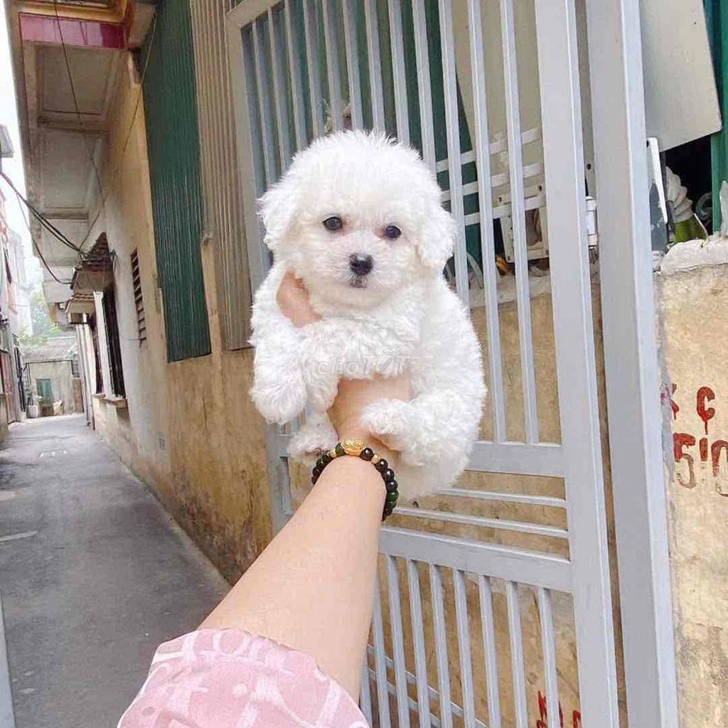 Chó Poodle trắng cả hai đã tiêm phòng. Mua bán Chó tại Thành phố Tây Ninh Tây Ninh được đăng bởi Nguyễn Thị Huỳnh Mai hình 1