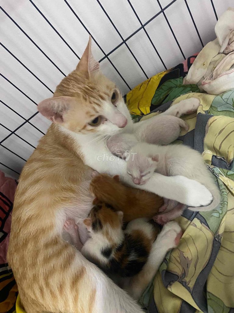Bán mèo con. Mua bán Mèo tại Quận Bình Thạnh Tp Hồ Chí Minh được đăng bởi Minh Phương Trần hình 1