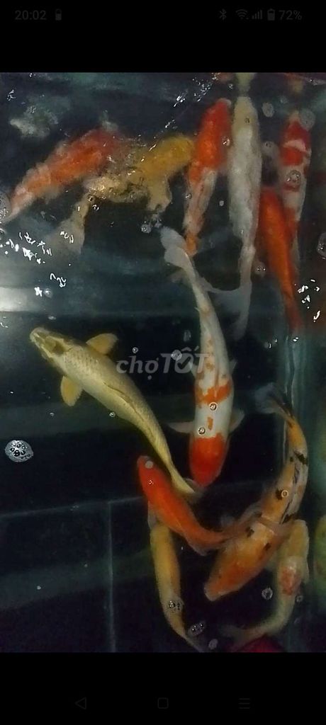 Koi nhật 35cm đến 55cm