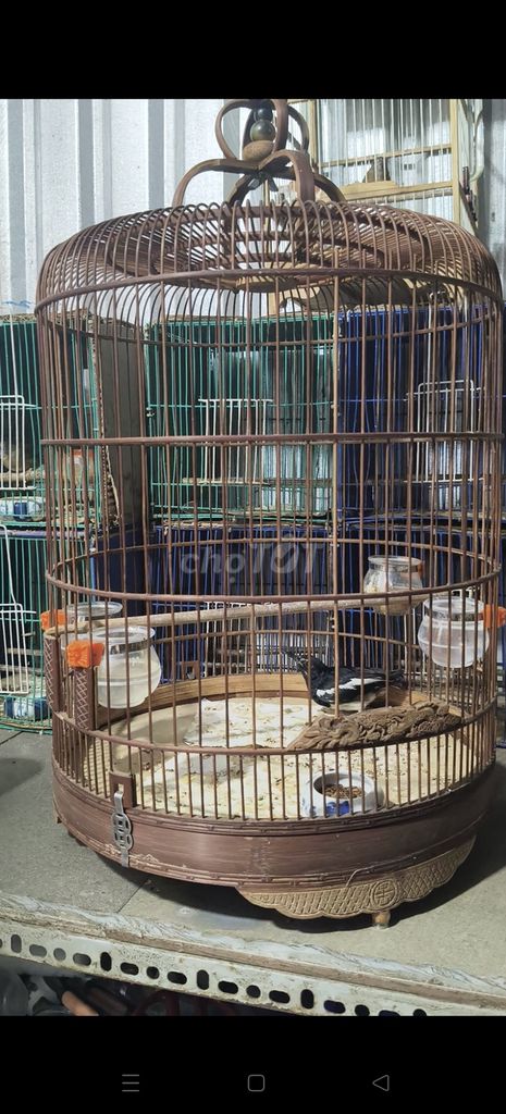 Chim Chòe than gần 1 năm. Mua bán Chim tại Huyện Bình Chánh Tp Hồ Chí Minh được đăng bởi Bùi Tuấn Đạt  hình 1