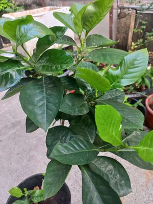 Bạch Thiên Hương (Cây Dành Dành). Mua bán Cây cảnh, đồ trang trí tại Huyện Nhà Bè Tp Hồ Chí Minh được đăng bởi Chị Hương