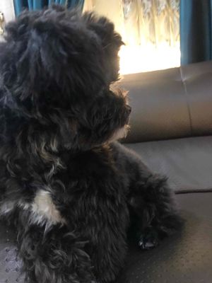 cho poodle. Mua bán Chó tại Quận 12 Tp Hồ Chí Minh được đăng bởi Nguyen van Tien