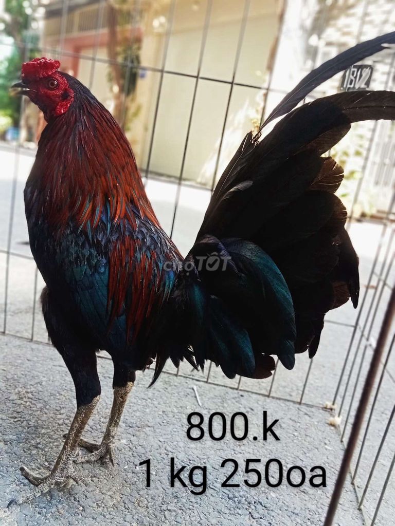 Que 1 kg 250oa gà zin ae hợp lh