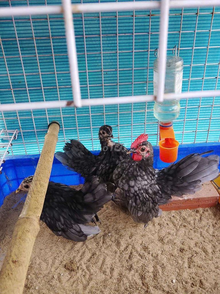 Gà Serama 1 Trống , 2 mái ( 250k ). Mua bán Gà tại Quận Bình Tân Tp Hồ Chí Minh được đăng bởi Trần Phương  hình 1