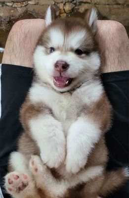 Cần thu Đàn Alaska, samoyed, golden