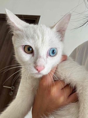 2 bé mèo trắng