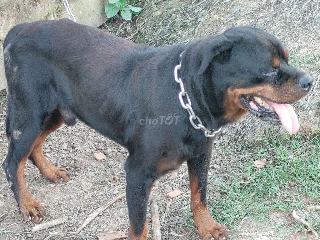 Đực Giấy Vka,Bao Phối. Mua bán Chó tại Thành phố Thủ Dầu Một Bình Dương được đăng bởi Nhân Rottweiler  hình 5