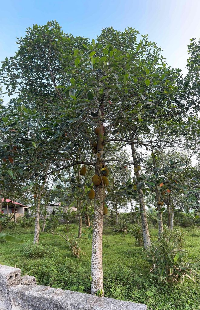 Mít dai 10 năm. Mua bán Cây cảnh, đồ trang trí tại Huyện Lạng Giang Bắc Giang được đăng bởi Hùng hình 1