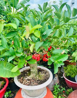 Mận Hoàng Yến gốc lớn khoẻ đẹp cho trái sum suê. Mua bán Cây cảnh, đồ trang trí tại Quận Gò Vấp Tp Hồ Chí Minh được đăng bởi Vườn Kiểng Nhà Nị Ny