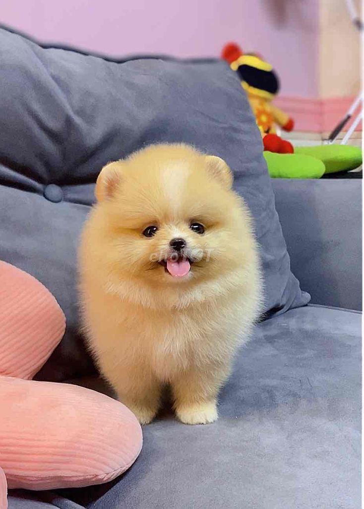 chó Pomeranian thuần Thái đủ màu sắc