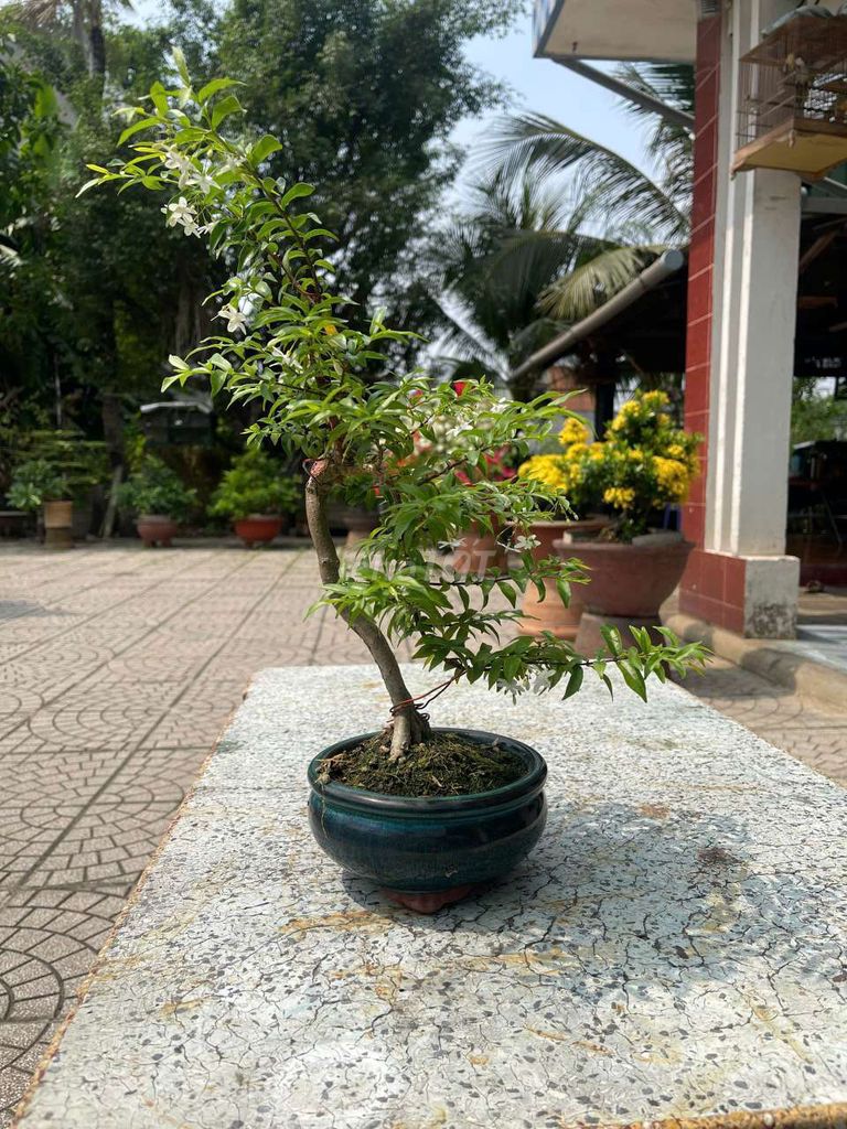 Bán cây bonsai