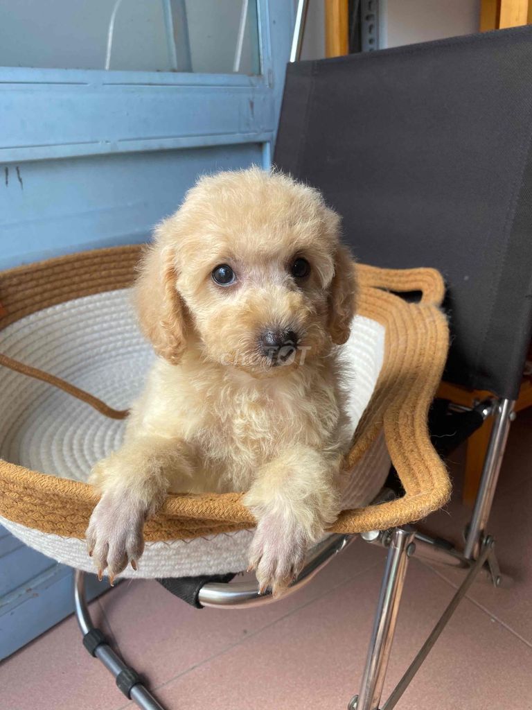 Chó Poodle Tiny toy bé gái. Mua bán Chó tại Quận 8 Tp Hồ Chí Minh được đăng bởi Thanh thúy hình 1