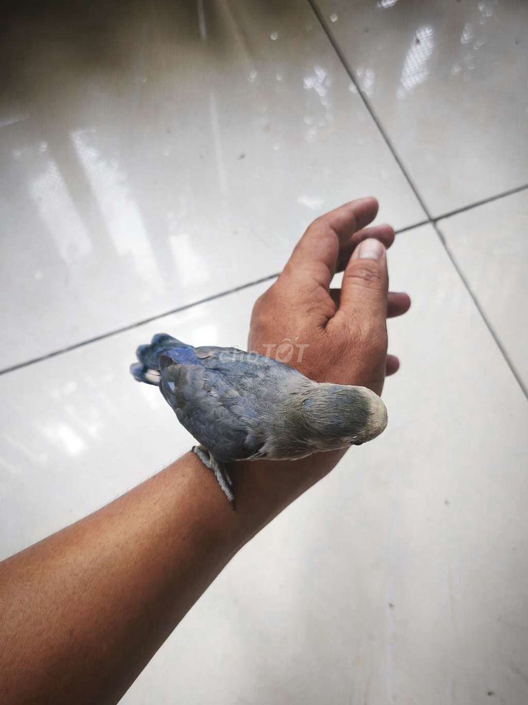 Vẹt Lovebird Xám xanh dạn người. Mua bán Chim tại Thành phố Dĩ An Bình Dương được đăng bởi Phương hình 1