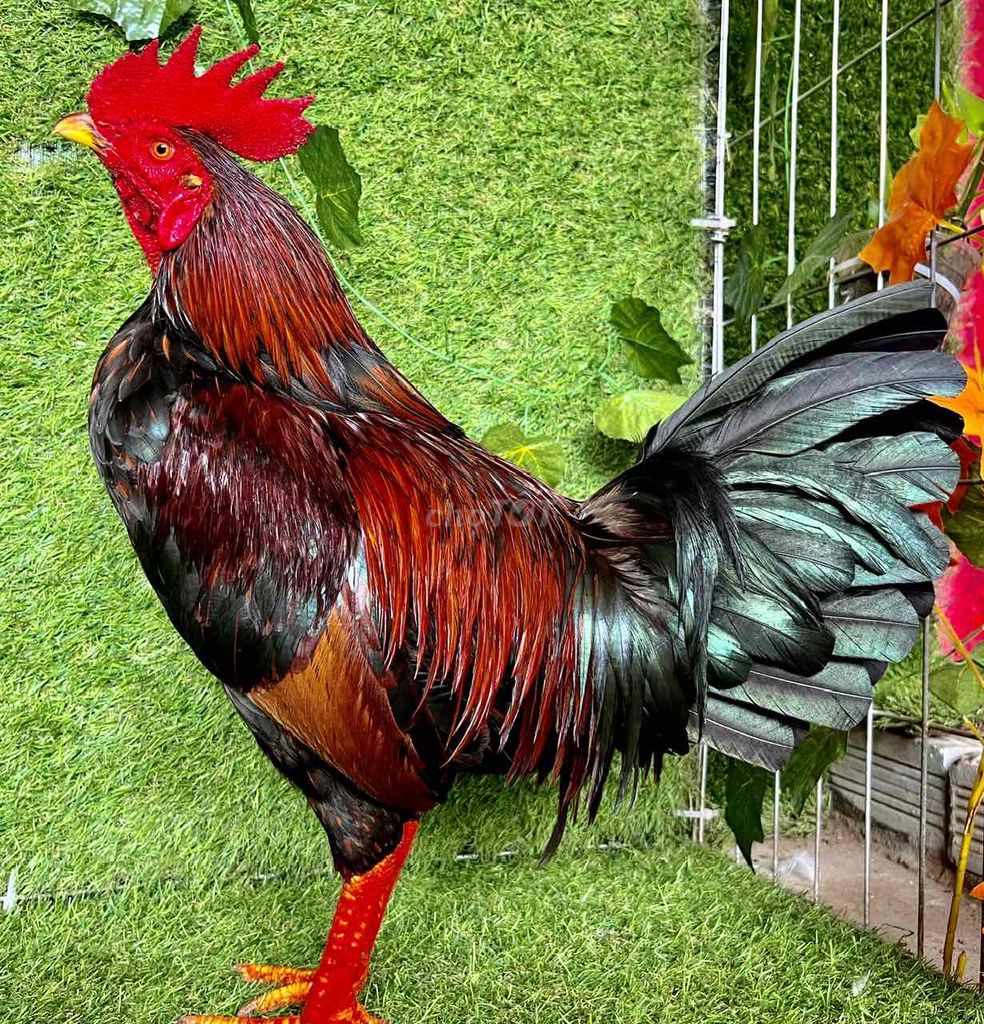 Gà Điều Lái 2K7 Tay Ok. Mua bán Gà tại Quận Ninh Kiều Cần Thơ được đăng bởi thekhai hình 1