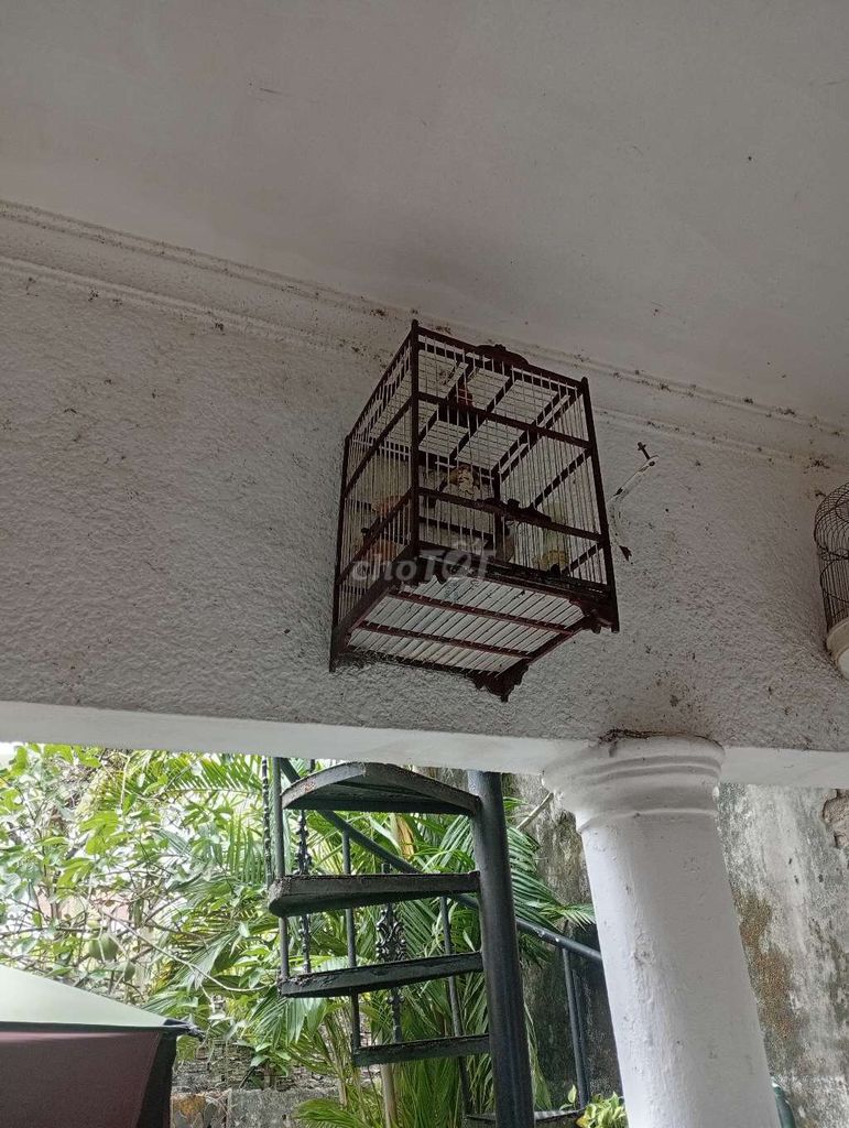 Chim chào mào 8 tháng. Mua bán Chim tại Quận Hoàng Mai Hà Nội được đăng bởi Đỗ trọng hưng hình 1