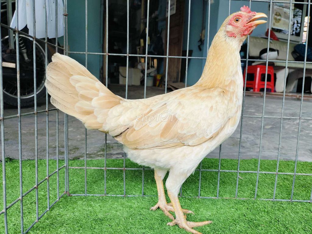 Gà Simon Khét sữa 1kg1-1kg2. Mua bán Gà tại Huyện Củ Chi Tp Hồ Chí Minh được đăng bởi Gà Tre Gà Nòi Gà Cảnh Củ Chi hình 1