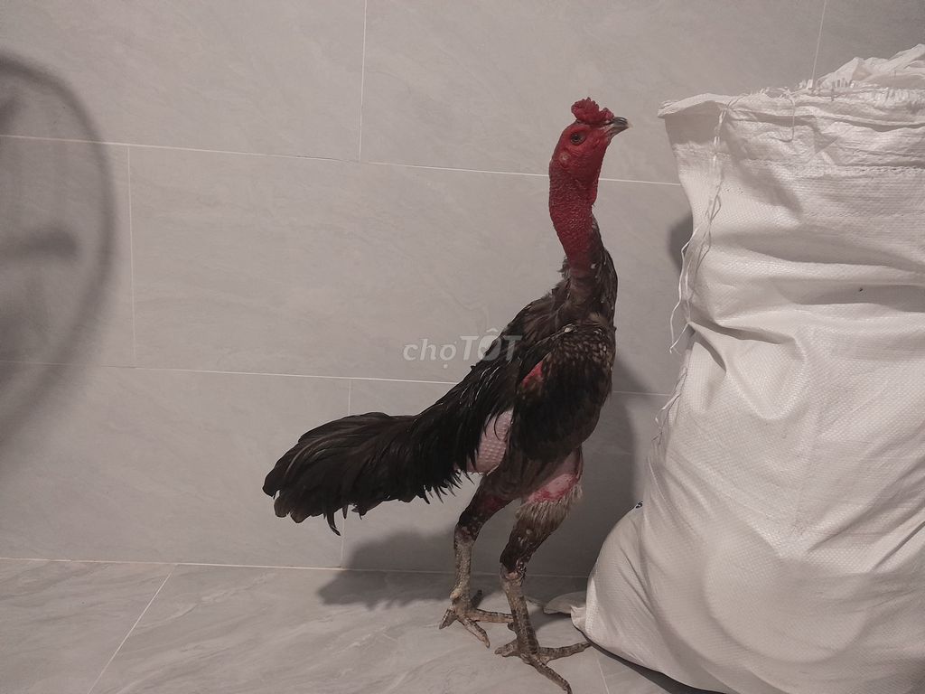 Gà chọi xám bông 31 trực chiến . Mua bán Gà tại Quận Phú Nhuận Tp Hồ Chí Minh được đăng bởi Chicken lee hình 1