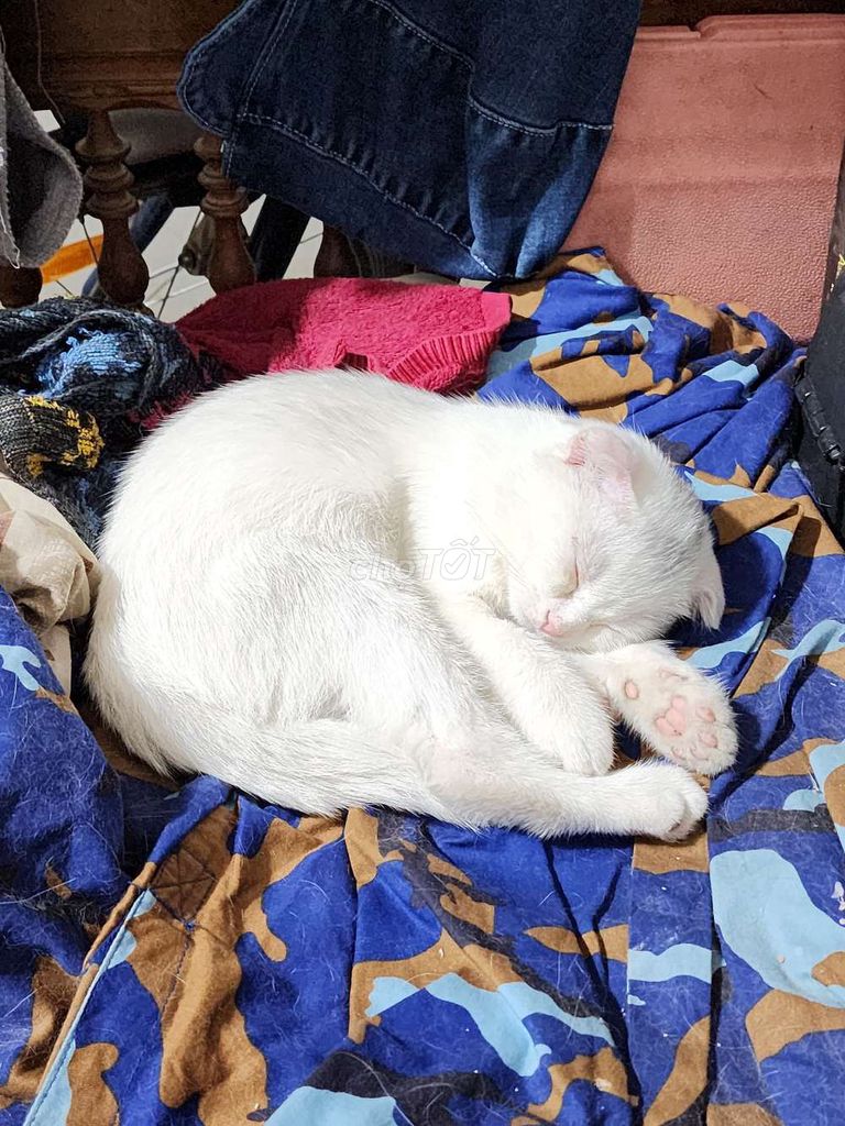 Bạn mèo ALN tai cụp giống đực màu trắng. Mua bán Mèo tại Quận Bắc Từ Liêm Hà Nội được đăng bởi andong138 hình 4