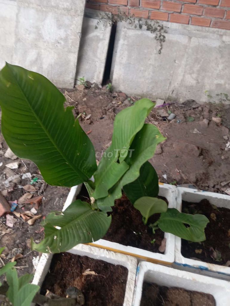 Cây cảnh Đại phú gia Xanh lá. Mua bán Cây cảnh, đồ trang trí tại Thị xã Tân Uyên Bình Dương được đăng bởi Nguyễn Chí thanh hình 1