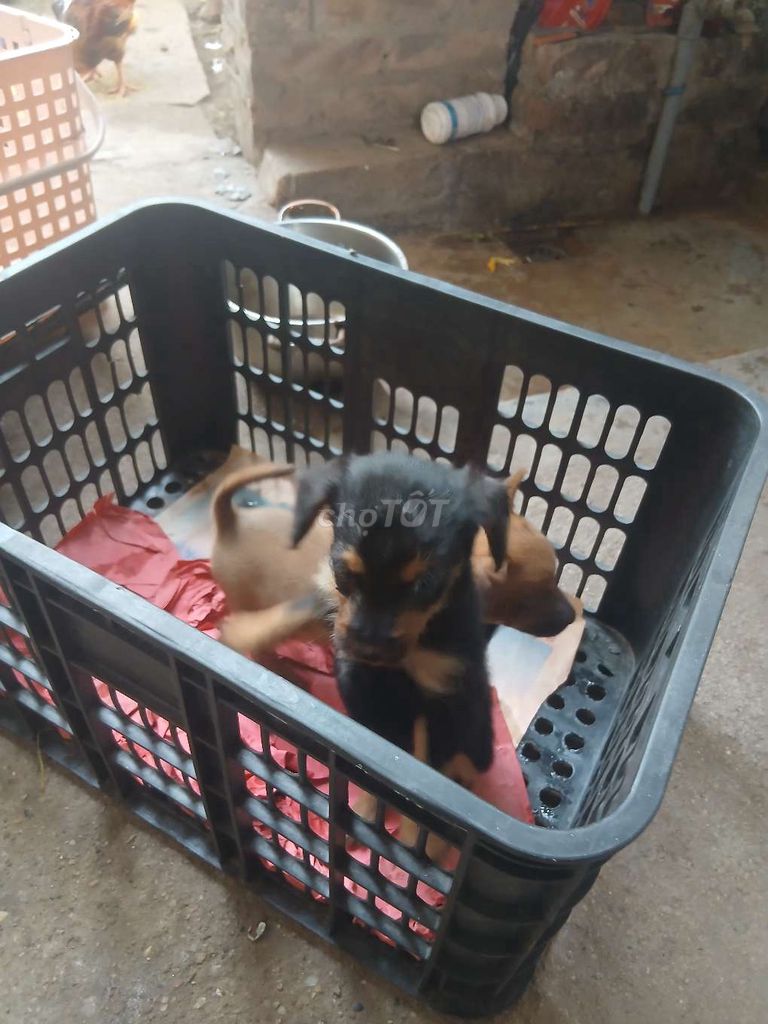 Chó Phốc mini. Mua bán Chó tại Huyện Phú Xuyên Hà Nội được đăng bởi Thuận Shady hình 1