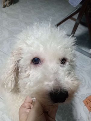  Poodle Toy phoi giống k